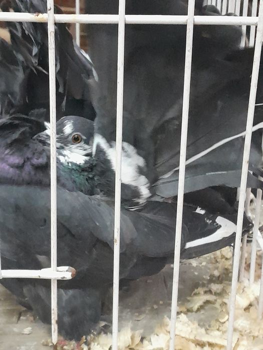 Para pawiki nowy typ