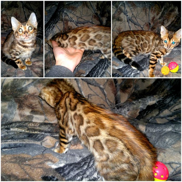 Бенгальчики в шикарному BENn24 раді дарувати свій "мур"