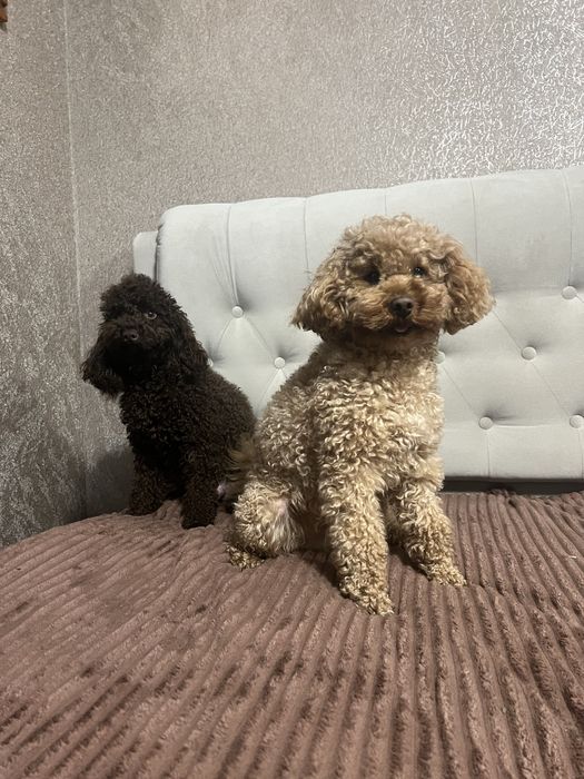 Справжній ТОЙ ПУДЕЛЬ