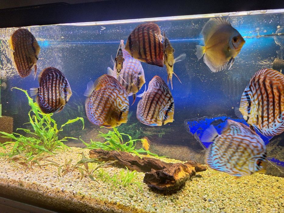 Paletki dyskowce Red Turkus Cobalt