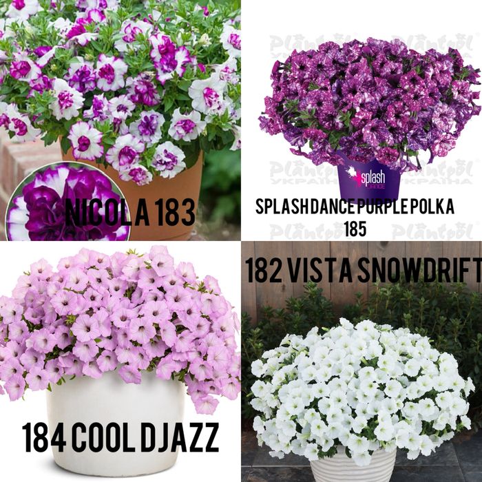 Петунія,сурфінія, калібрахоа тайдали