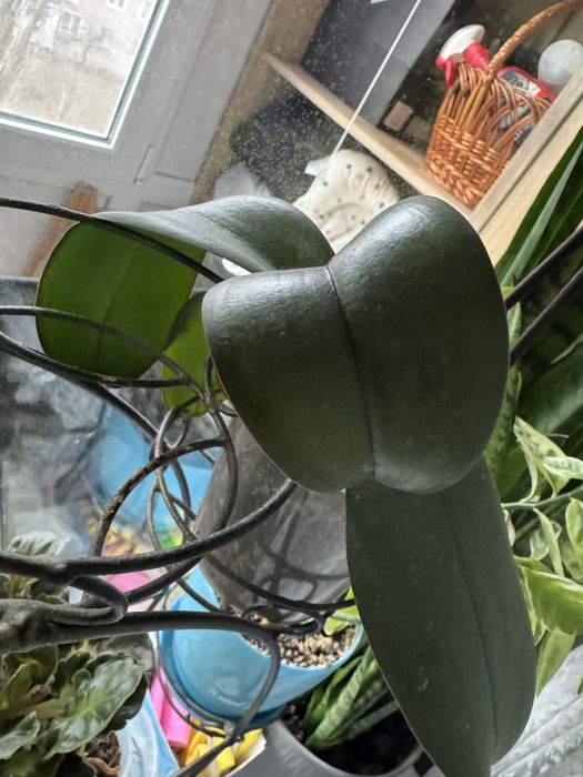 Обмен орхидея меняю