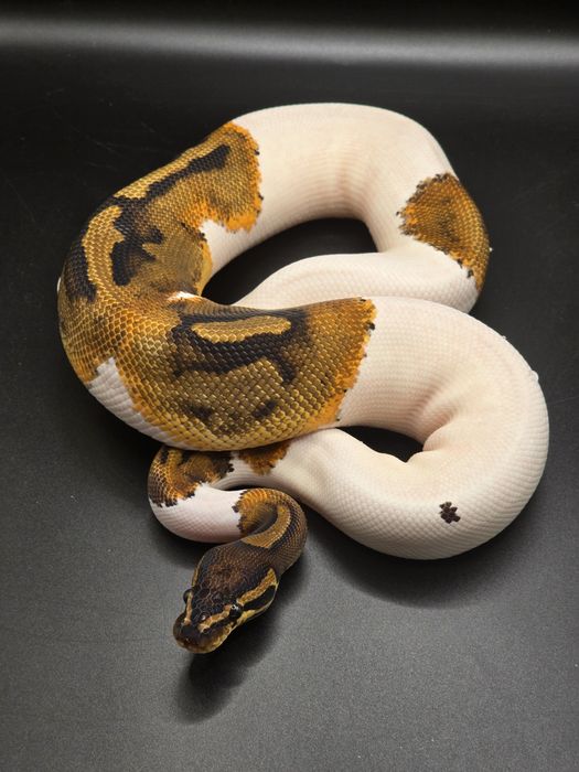 Węże, samce i samice -20%  do 5/12!!