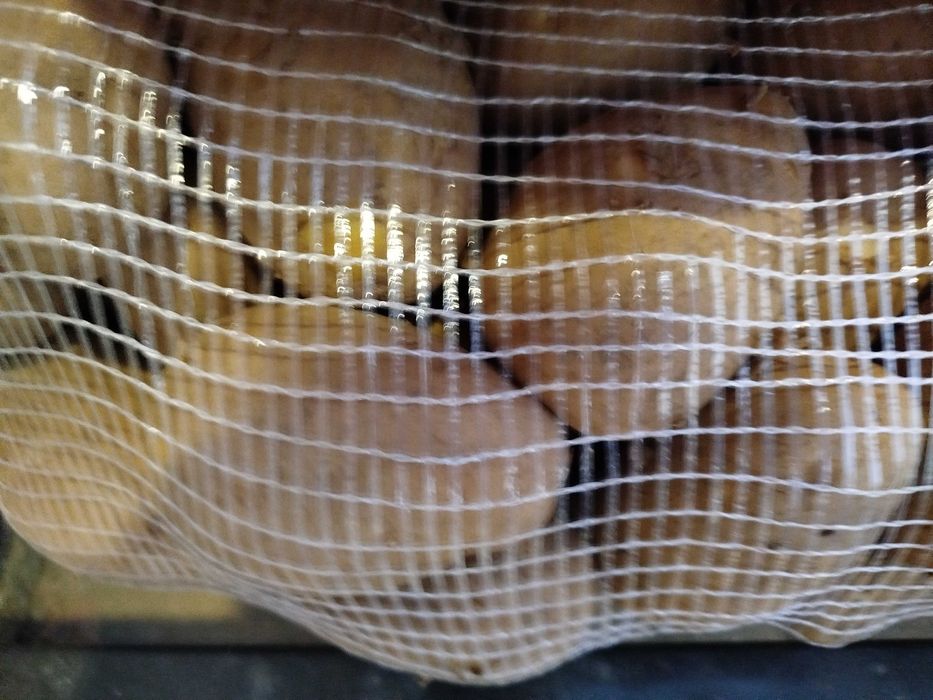 Batata Kannebeck colheita 2025