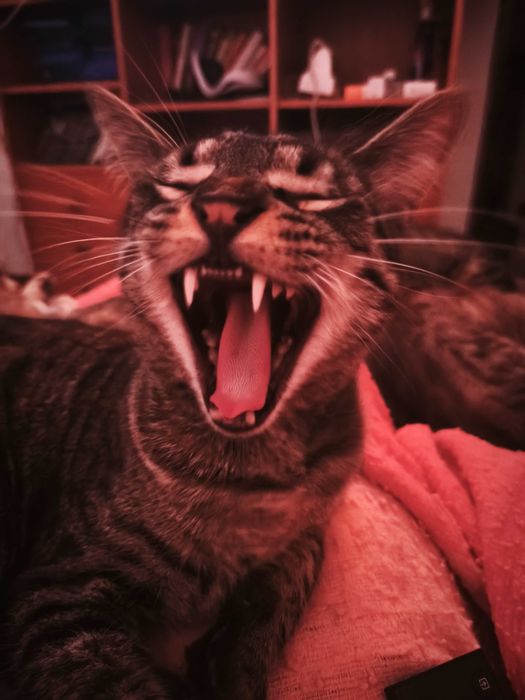 Para dar 2 gatinhos com 1 ano