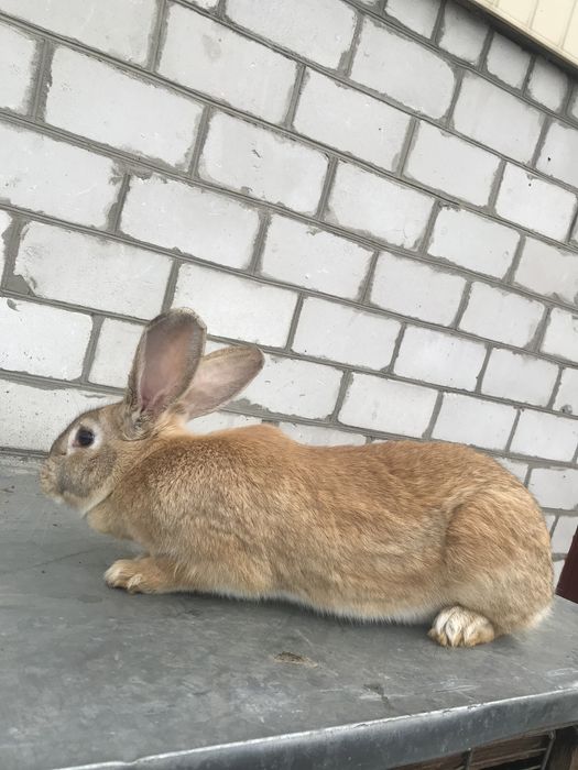 Кролиці, кроленята