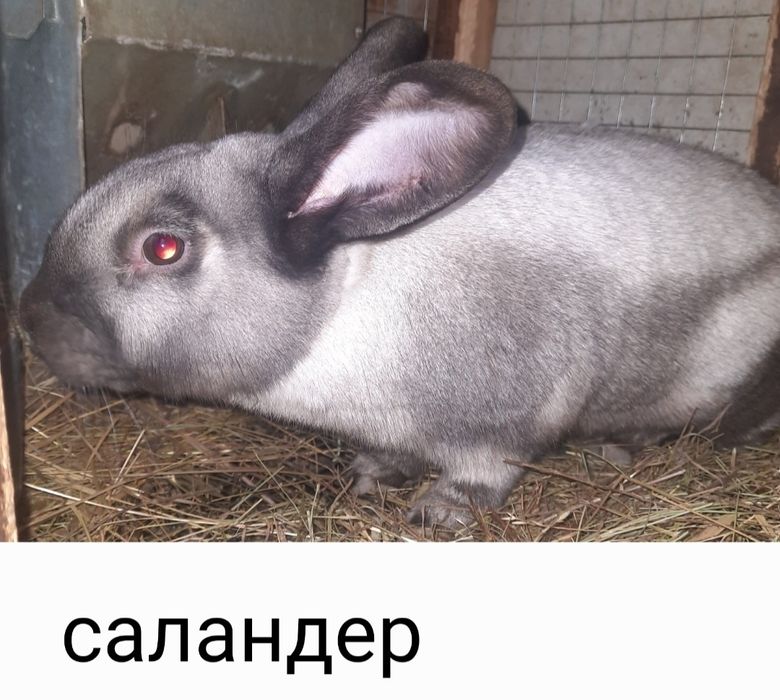 Кролики самці на плем'я