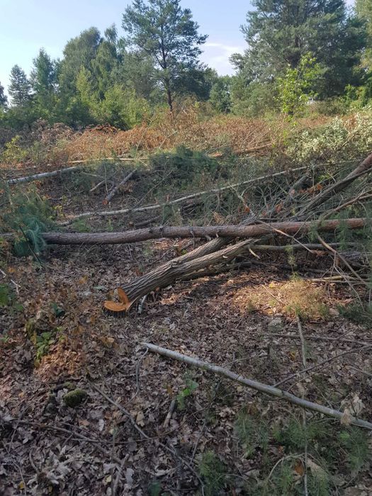 Profesjonalna wycinka drzew i czyszczenie działek oraz sadów