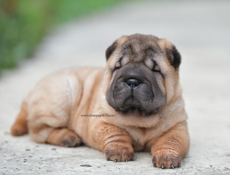 Шарпей, красивая девочка