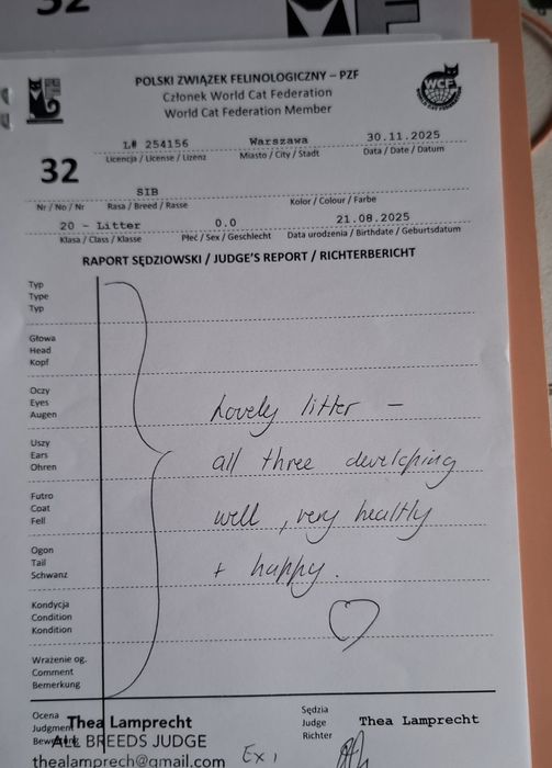 Kocurek Syberyjski WCF