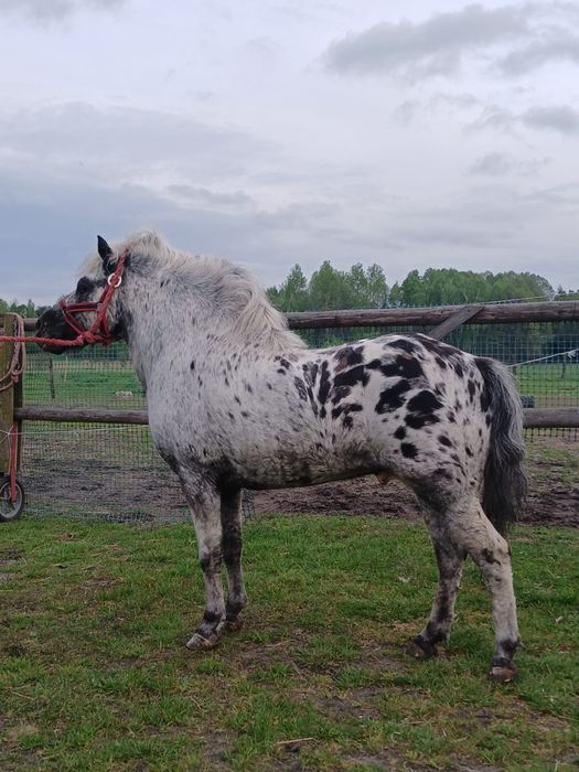 Piekny kucyk ogierek kryjacy