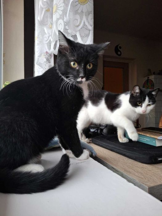 Fiona piękna kotka czeka na dom