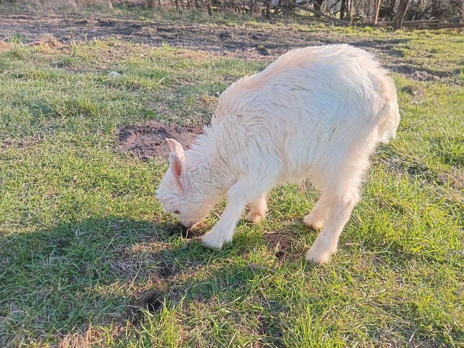 Продаються козенята від молочних кіз