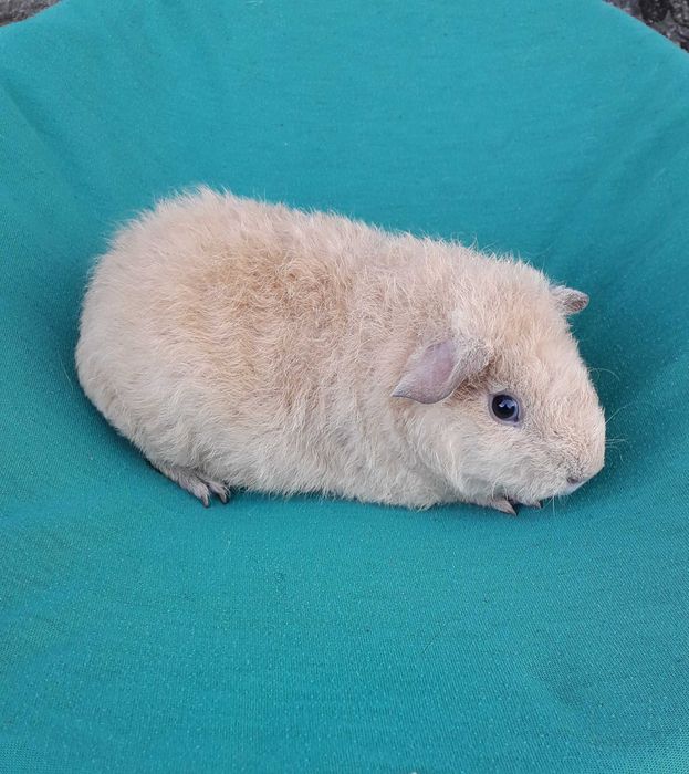 Морська свинка,  американська Тедді.