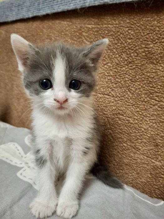 котик кошеня киця безкоштовно