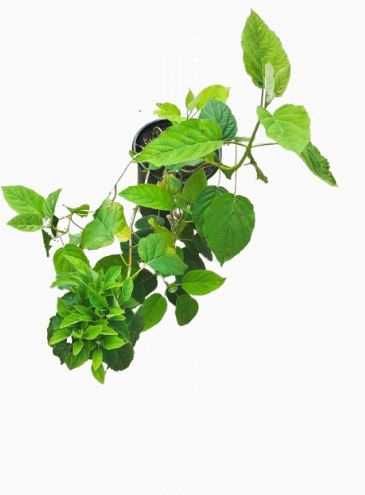 Hortensja bukietowa 'Polar Bear' biały  w pojemniku 0,5-1l 5-12 cm