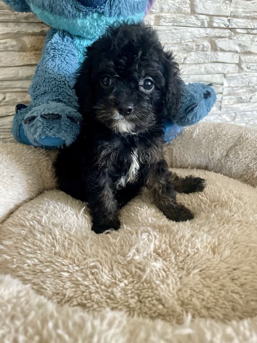 Cavapoo sunia cavalier pudel