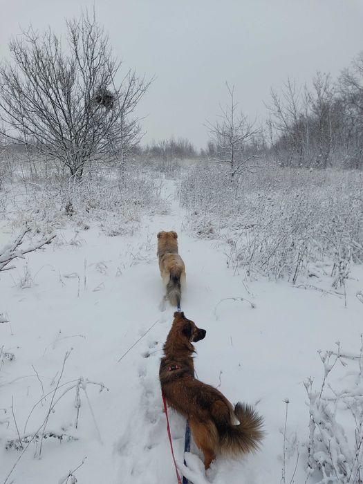 Догсітер та вигул собак у Харкові (Салтівка)