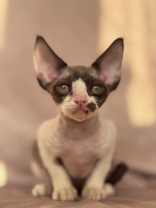 Devon rex kotka czekoladowa