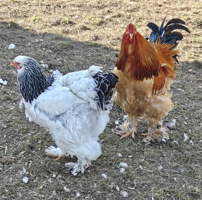 Jaja lęgowe kur brahma olbrzymia