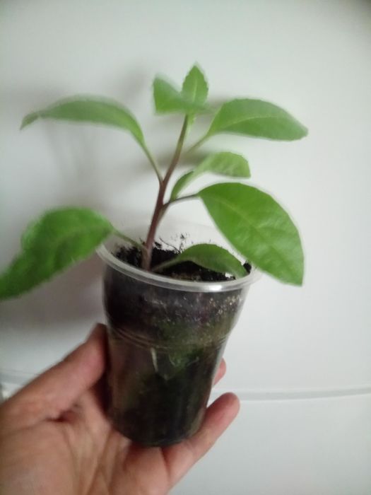 Джинура або листя Бога