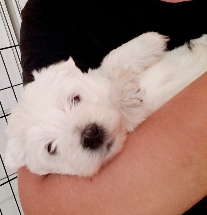 Szczeniaki west highland white terrier