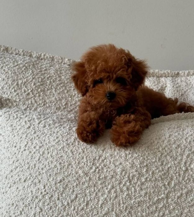 Малиш  .той пудель Ред Браун
