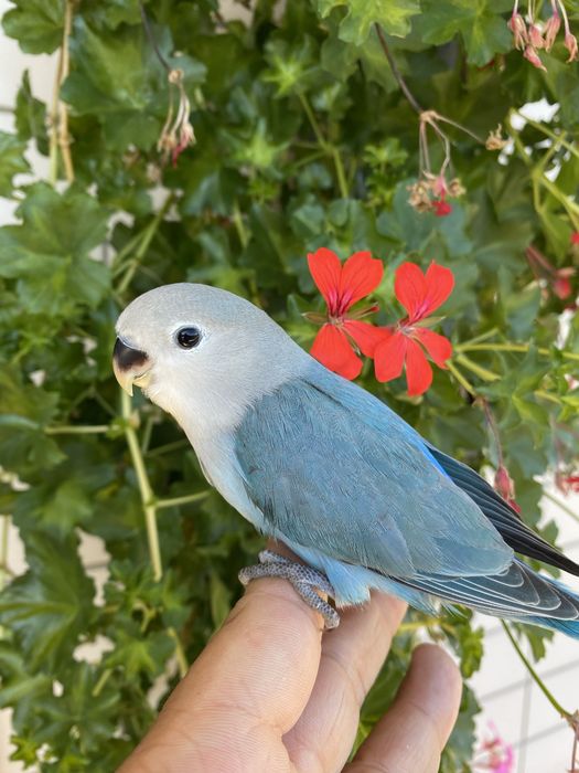 Agapornis domesticado azul