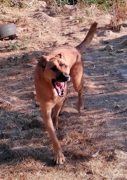 O grande MAX está para adoção;