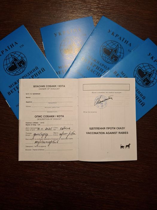 Хлопчики фокстерьери  3 місячні