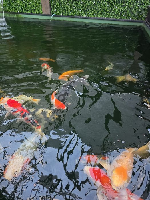 Carpas koi japonesas