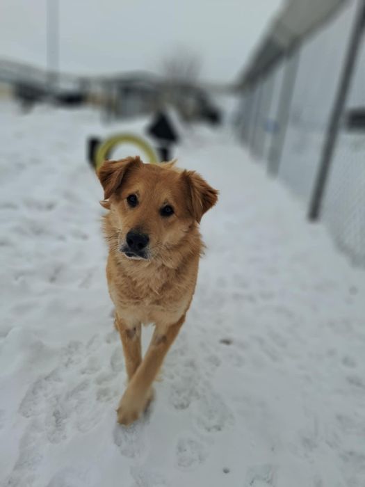 Piękność ze złamanym sercem do adopcji!