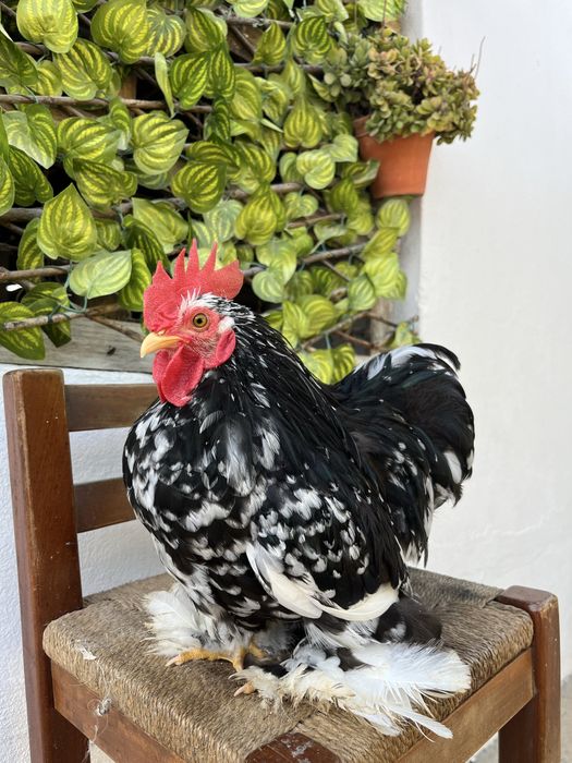 Casais de Pekin black mottled