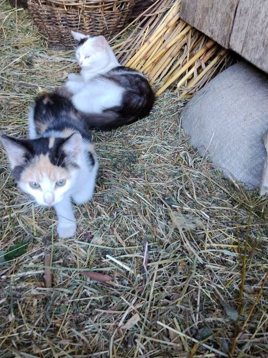 Котики в добрі руки