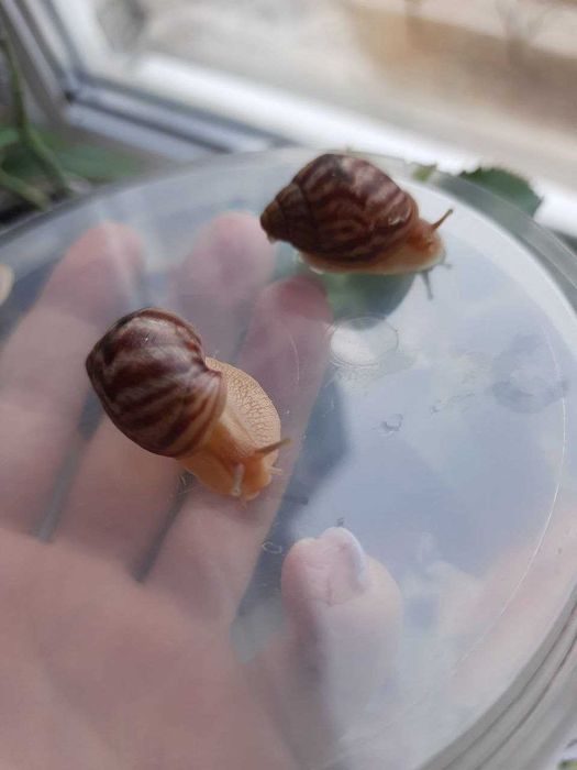 Унікальні равлики ахатинів: краса та користь для вашого акваріума!