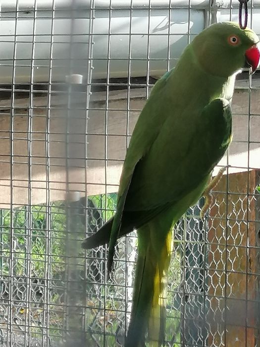 Ring necks verdes (casal rep.)