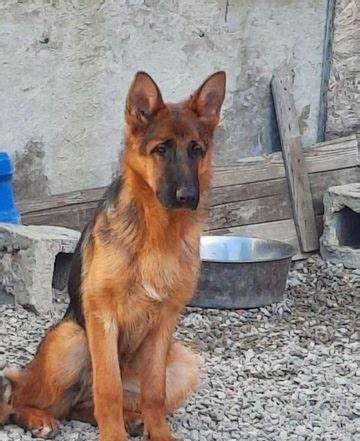 Продається хлопчик німецької вівчарки