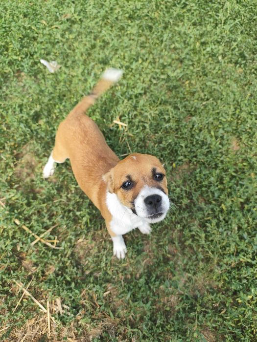 2suczki  do odania za darmo