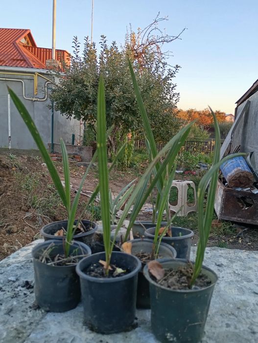 Саджанець фінікової пальми