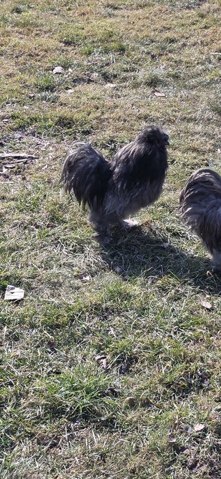 Koguty silki  dorosłe