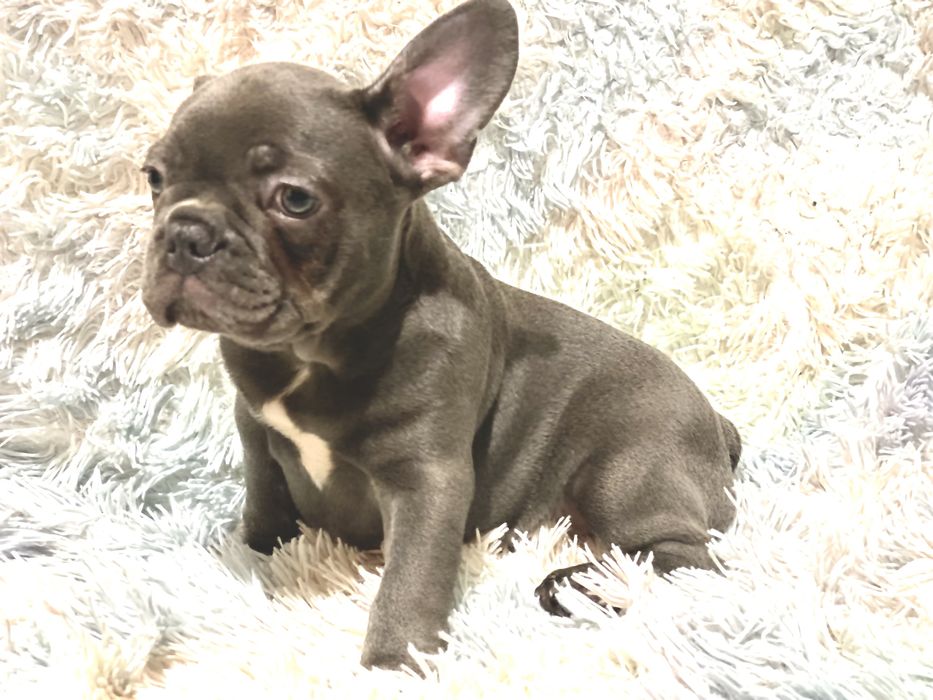 Цуценята французького бульдога – лілові та блакитні мерлі, чорні