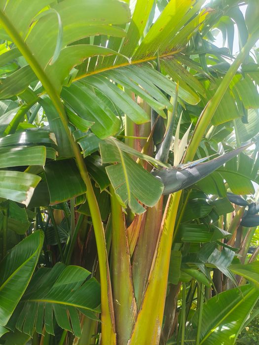 Estrelícia-Gigante / Ave-do-Paraíso Branca (Strelitzia nicolai) – Pés p/ Venda