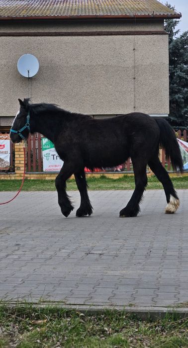 Wałach Tinker irish cob gypsy cob