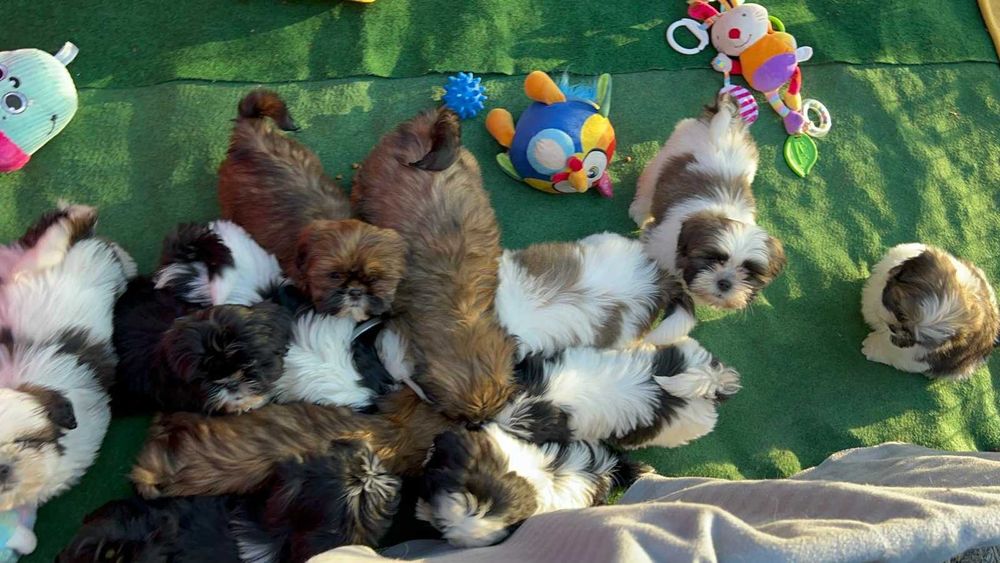 Piesek 3miesiące rodowód ZHPR wyprawka