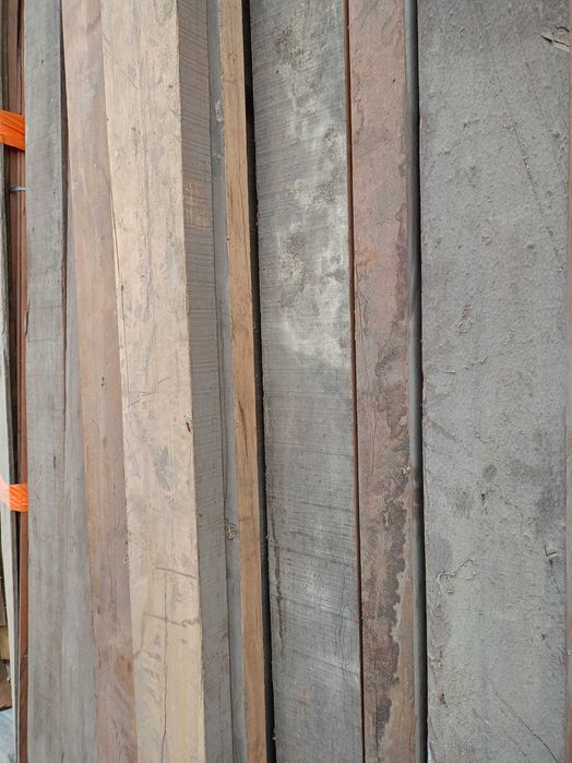 Belki mahoniowe Hajnowka