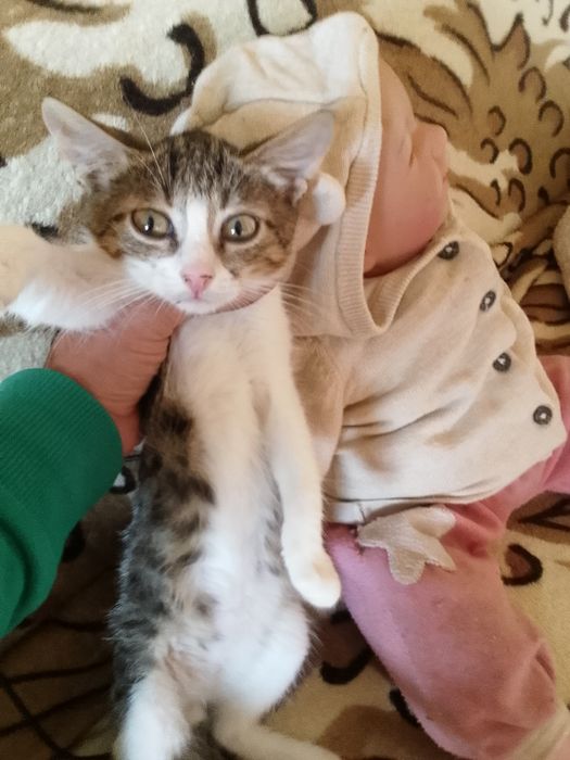 Котятам нужен дом и родители.