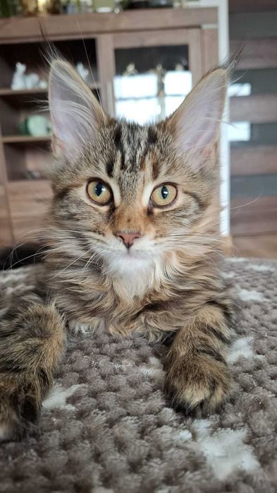 Kotka Maine Coon