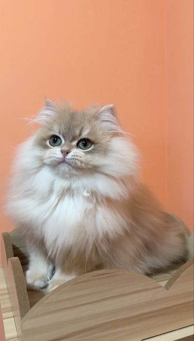 Британський довгошерстний ау12