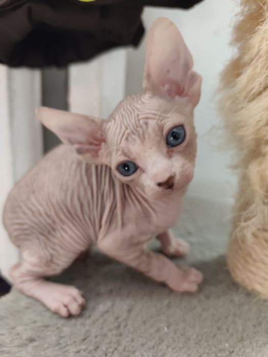 Котята канадського сфінкса