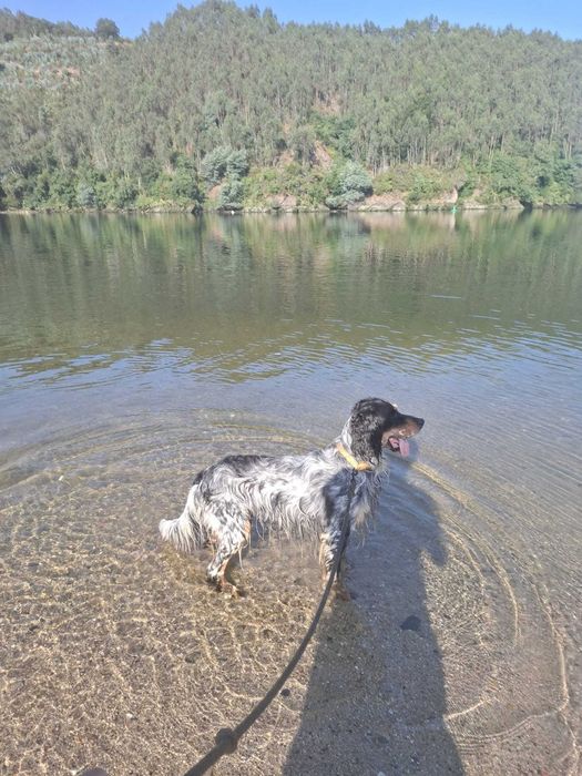 Cão Setter Inglês para adopção responsável